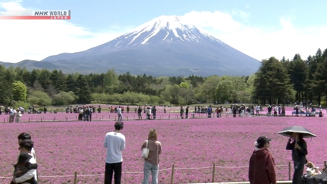 Pemandangan hamparan bunga shibazakura merah muda yang luas dengan latar belakang Gunung Fuji yang puncaknya bersalju.