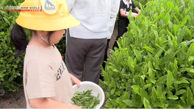 Anak-anak sekolah di Nagasaki sedang memetik pucuk daun teh hijau di perkebunan.
