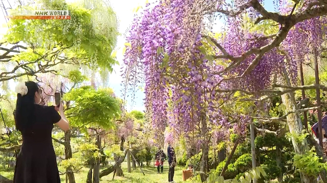 Bunga wisteria yang mulai bermekaran di sebuah taman di Kota Odate, Prefektur Akita.