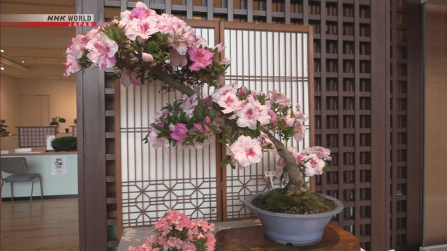 Pameran Bonsai Azalea Satsuki di Prefektur Hiroshima Pikat Pengunjung