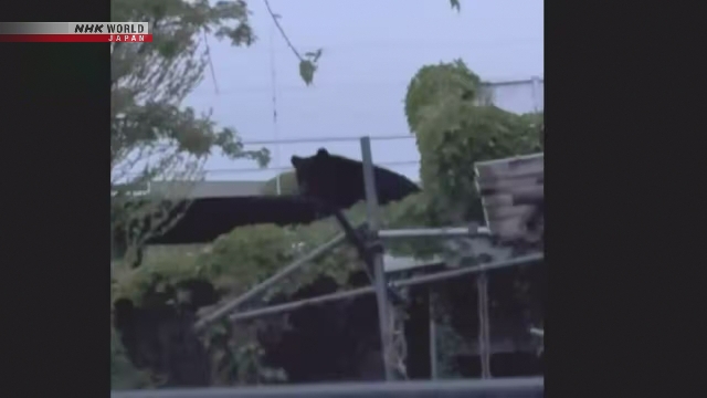 Seekor Beruang Beristirahat di Atap Gudang di Prefektur Iwate