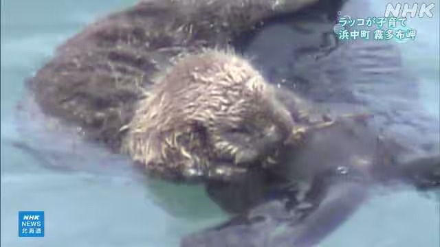 Seekor berang-berang laut liar mengapung di perairan Hokkaido sambil menggendong bayinya di atas perut.