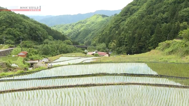 Siswa SD Tanam Padi di Sawah Terasering Berusia 600 Tahun di Shimane