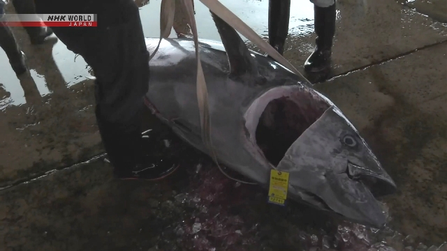 Ikan tuna sirip biru hasil tangkapan nelayan Jepang yang mencapai rekor tertinggi pada bulan April.