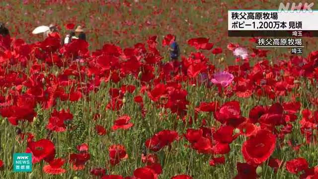 Hamparan luas bunga poppy merah di lereng bukit Peternakan Dataran Tinggi Chichibu, Saitama, di bawah langit biru yang cerah.