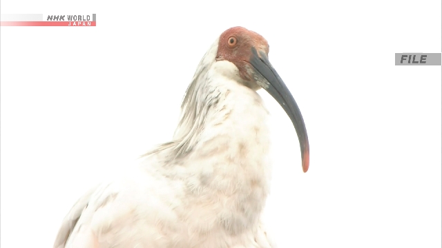Burung Ibis Jambul Kembali Dilepasliarkan ke Alam Bebas di Honshu