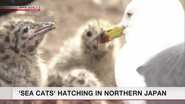 Anak burung camar ekor hitam (umineko) yang baru menetas dengan bulu cokelat halus di Pulau Kabushima.