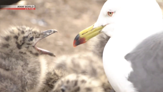 Anak Burung 'Umineko' Mulai Menetas di Pulau Kabushima, Jepang Utara