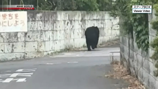 Seekor beruang terlihat di kawasan pemukiman Utsunomiya, memicu penutupan sekolah dan kewaspadaan warga.