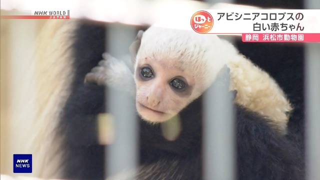 Seekor bayi monyet colobus Abyssinian berbulu putih bersih yang sedang dirawat oleh induknya di Kebun Binatang Hamamatsu.