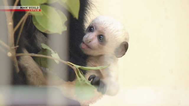 Bayi Monyet Putih Pikat Pengunjung Kebun Binatang Shizuoka