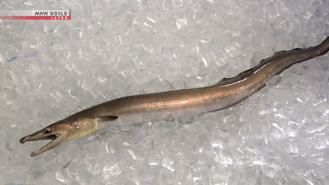 Pekerja memisahkan belut pike conger hamo hasil tangkapan di pelabuhan perikanan Motonei, Tokushima, Jepang.