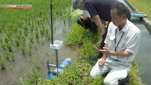 Paddy Field Dam Cerdas Diuji di Kota Jepang yang Pernah Dilanda Banjir