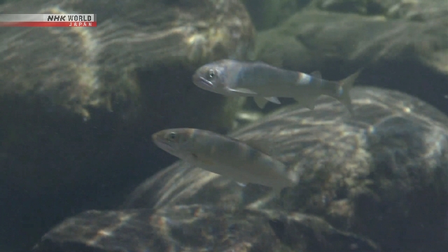 Ayu atau sweetfish di Sungai Nagara di Jepang tengah, terkait perubahan suhu laut dan ekologi ikan.