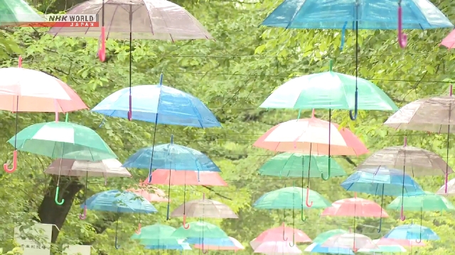 Dekorasi payung berwarna-warni di sepanjang jalan pohon sakura di Nasu Senbonmatsu Farm, Tochigi