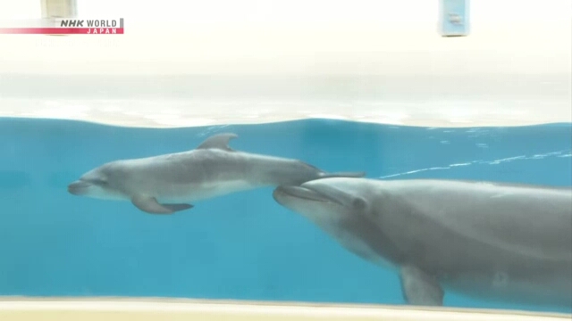 Anak lumba-lumba hidung botol berenang bersama induknya di Akuarium Enoshima dekat Tokyo.