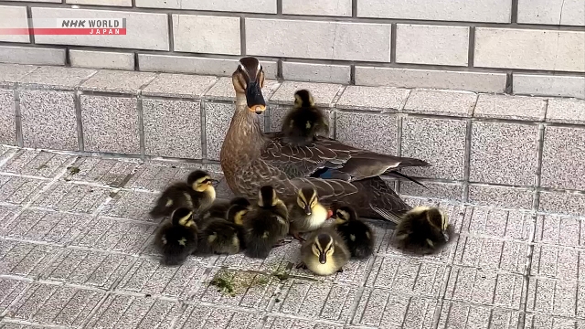 Polisi di Jepang mengawal seekor induk bebek dan 10 anaknya menyeberang jalan menuju saluran irigasi di Kanazawa, Prefektur Ishikawa.