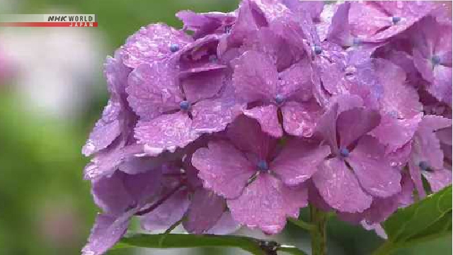 Bunga hortensia berwarna merah keunguan dan biru muda mekar di area Kuil Rengebuji, Pulau Sado, Prefektur Niigata.