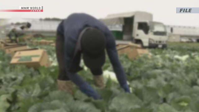 Lahan pertanian di Jepang dengan aktivitas petani di area tanam.