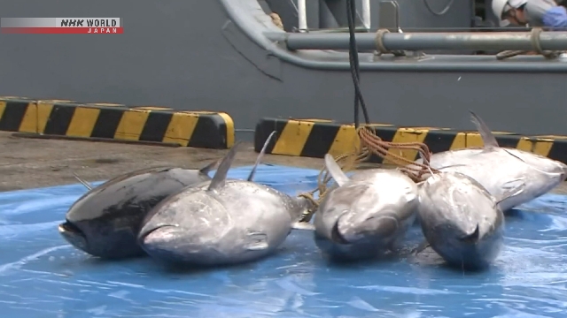 LDP Desak Pemerintah Negosiasi Ulang Kuota Tuna Sirip Biru