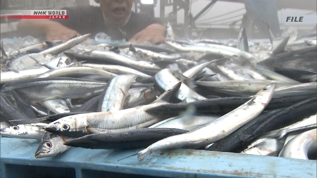 Volume Ikan Sanma yang Mencapai Pesisir Pasifik Jepang Diperkirakan Turun Tajam