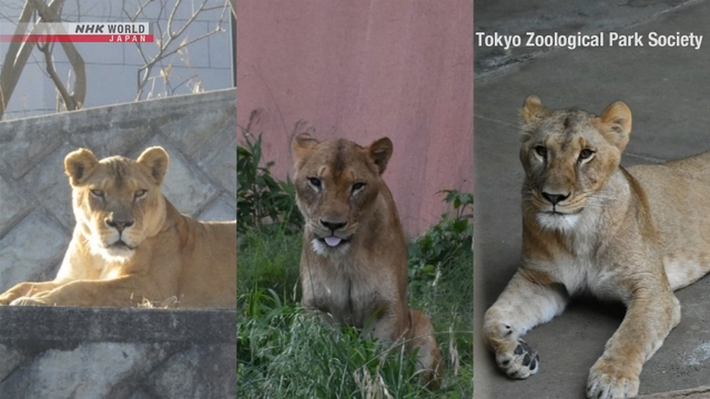 Kandang singa di Tama Zoological Park, Tokyo, terkait kematian tiga singa di tengah panas ekstrem