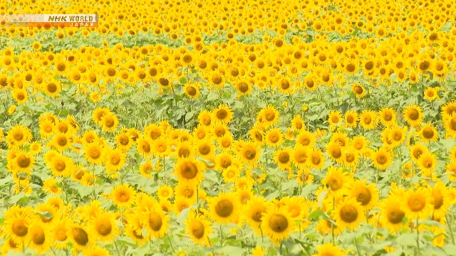 Hamparan bunga matahari yang mekar penuh di kebun Nasu Heartful Farm di Prefektur Tochigi