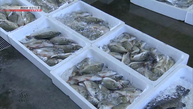 Aktivitas lelang hasil tangkapan laut di pasar ikan Pelabuhan Yatsushiro pascagempa Kumamoto