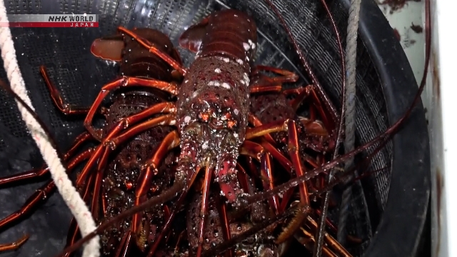 Nelayan di pelabuhan Pulau Fukuejima, Kota Goto, melepaskan hasil tangkapan lobster berduri dari jaring.
