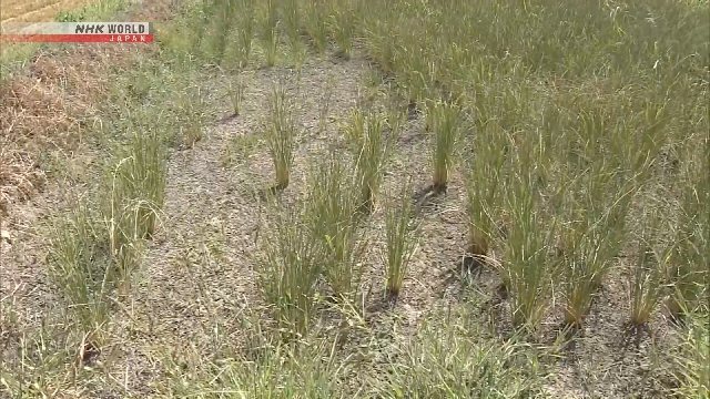 Hamparan tanaman padi di sawah Prefektur Kagawa yang terdampak kekurangan pasokan air