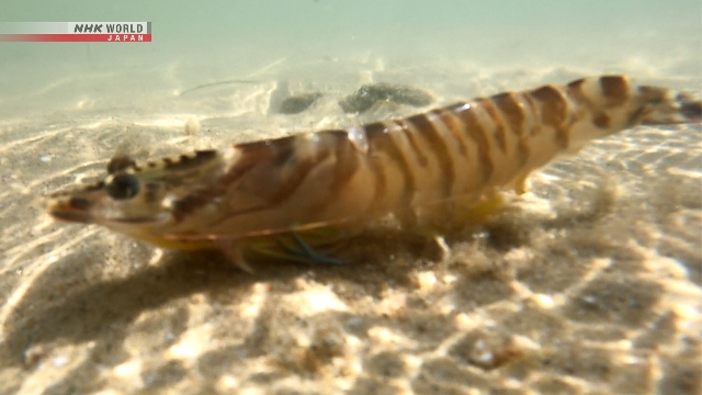 Peserta kontes menangkap udang kuruma dengan tangan kosong di pesisir pantai Kota Yamaguchi