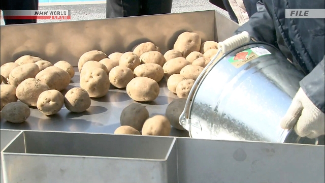 Petani Jepang Diberi Pengarahan Mengenai Potensi Impor Kentang AS